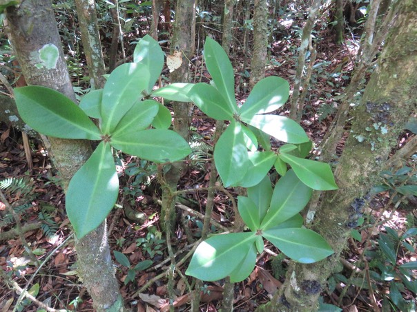 1- Badula grammisticta - Bois de savon -  Myrsinaceae - Endémique de la Réunion