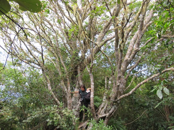 14 La photo donne une idée de la taille de ce Ficus densifolia - Grand Affouche - Moraceae