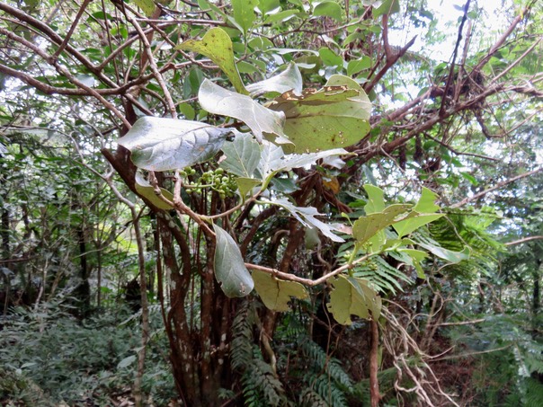 17 Monimia ovalifolia -  Mapou - MONIMIAC. - Endémique La Réunion fruits