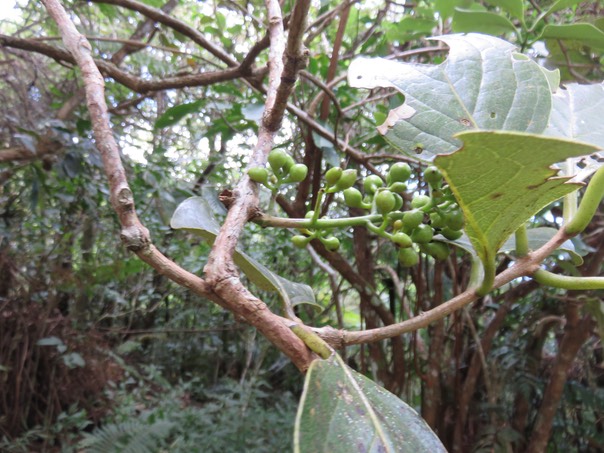 19 Monimia ovalifolia -  Mapou - MONIMIAC. - Endémique La Réunion fruits