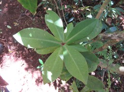 2 - Badula grammisticta - Bois de savon -  Myrsinaceae - Endémique de la Réunion