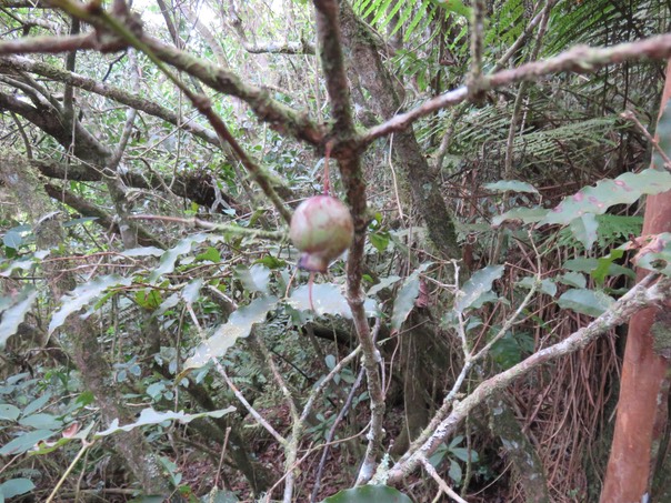 24 Syzygium cymosum - Bois de pomme rouge - Myrtacée - B