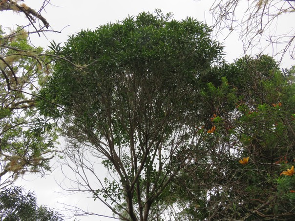 27  ??? Olea lancea - Bois d'olive blanc -  Oleaceae - Indigène de La Réunion et de l'île Maurice