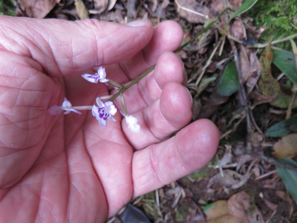 32 Cynorkis squamosa (Poir.) Lindl. - Ø - Orchidaceae - Endémique Réunion et île Maurice