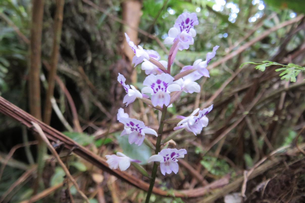 34 Cynorkis squamosa (Poir.) Lindl. - Ø - Orchidaceae - Endémique Réunion et île Maurice