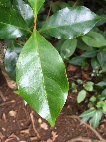 41 Coffea mauritiana - Café marron -  RUBIACEE - endémique de La Réunion et de Maurice Noter les domaties