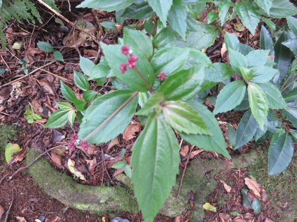 5 Pilea urticifolia (L. f.) Blume - Persil marron - Urticaceae - Endémique La Réunion   [ ??? Pilea lucens - Urticaceae indigène Mascar.(B, M )]