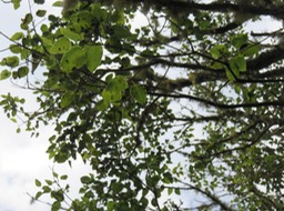 8 Ficus densifolia - Grand Affouche - Moraceae