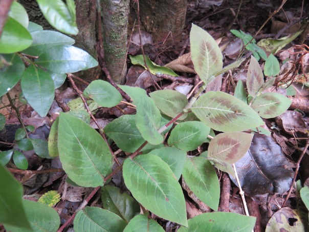 9 ??? Persicaria chinensis (L.) H. Gross. - Renouée du chinois - Polygonaceae - Asie