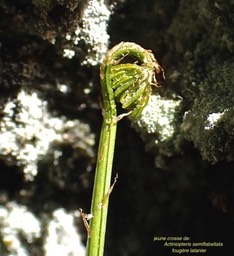 Actiniopteris semiflabellata .fougère latanier.(jeune crosse )pteridaceae. indigène Réunion.P9290013