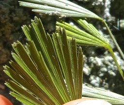 Actiniopteris semiflabellata.fougère latanier. pteridaceae.indigène Réunion.P1840456