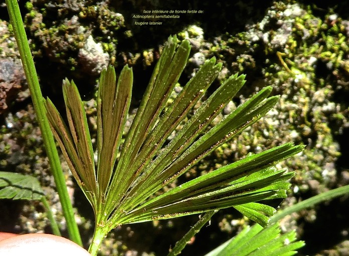Actiniopteris semiflabellata .fougère latanier. face inférieure de fronde fertile.ptéridaceae .indigène Réunion..P1840452
