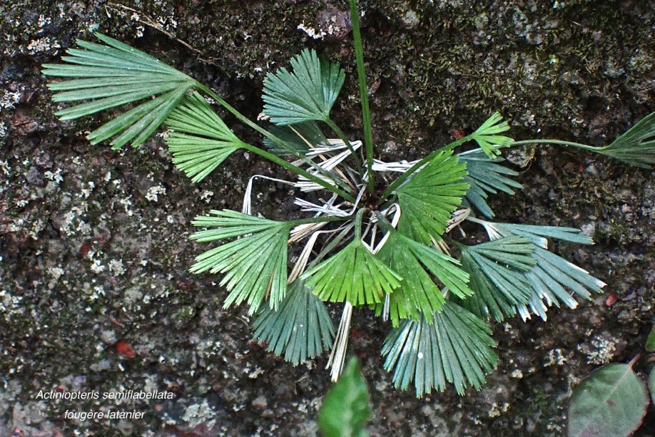 Actiniopteris semiflabellata.fougère latanier.pteridaceae. indigène Réunion.P9290027