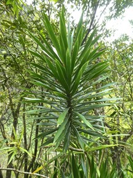 Dracaena reflexa. bois de chandelle .asparagaceae.indigène Réunion.P1840678