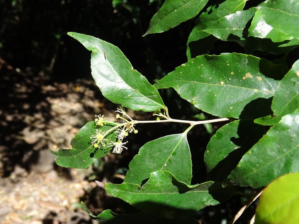 Flacourtia indica - Prune malgache- SALICACEAE - EE - DSC02299