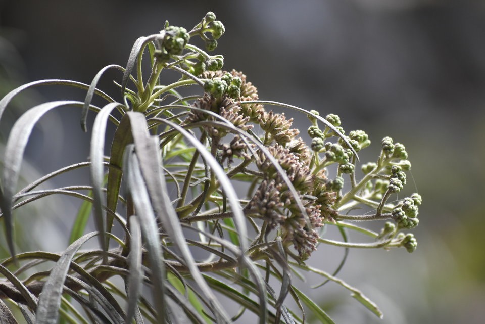 Monarrhenus salicifolius - Bois de Paille en queue - ASTERACEAE - Endémique Réunion, Maurice - MAB_9080