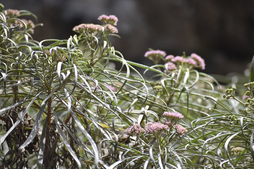 Monarrhenus salicifolius - Bois de Paille en queue - ASTERACEAE - Endémique Réunion, Maurice - MAB_9082