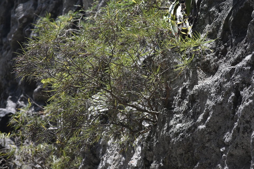 Monarrhenus salicifolius - Bois de Paille en queue - ASTERACEAE - Endémique Réunion, Maurice - MAB_9069