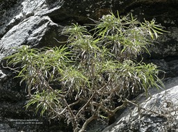 Monarrhenus salicifolius. bois de paille en queue.asteraceae.endémique Réunion maurice .P1840613