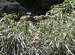 Monarrhenus salicifolius.bois de paille en queue.asteraceae.endémique Réunion Maurice. P1840603