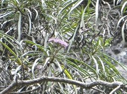 Monarrhenus salicifolius.bois de paille en queue. asteracaea.endémique Réunion Maurice.P1840689