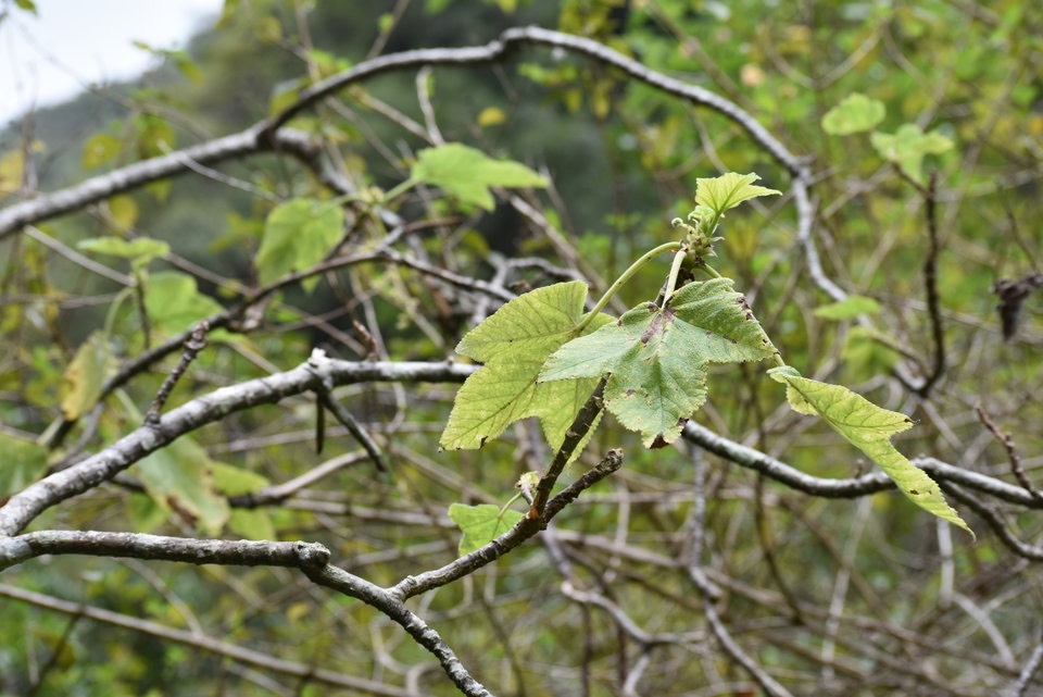 Obetia ficifolia - Bois d'ortie - URTICACEAE - Endémique Mascareignes - MAB_9090
