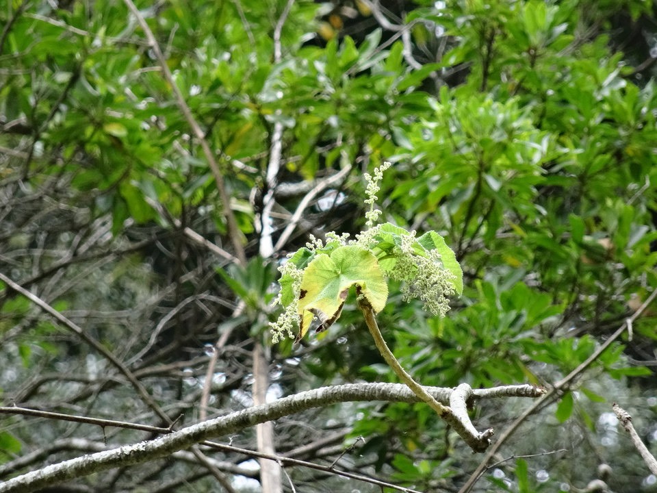 Obetia ficifolia - Bois d'ortie - URTICACEAE - Endémique Mascareignes - DSC02360