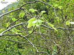 Obetia ficifolia .bois d'ortie .urticaceae.endémique Réunion Rodrigues Maurice .P1840642