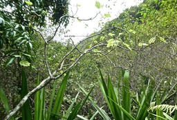 Obetia ficifolia .bois d'ortie .urticaceae.endémique Réunion Rodrigues Maurice.P1840641