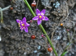 Talinum paniculatum. faux ginseng.( fleurs et fruits ). talinaceae. espèce invasive.P1840749