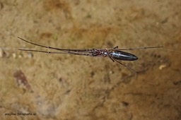 Tetragnatha sp . araignée .P9290017