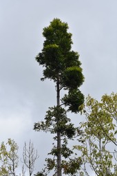 Agathis robusta - Kauri du Queensland - ARAUCARIACEAE - Queensland - MAB_9481