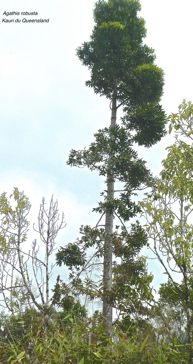 Agathis robusta .Kauri du Queensland. araucariaceae.P1850801
