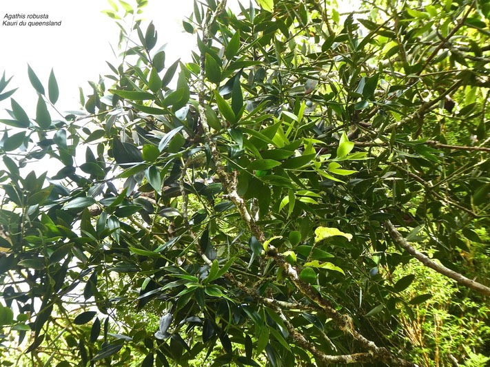 Agathis robusta.Kauri du Queensland.araucariaceae .P1850777
