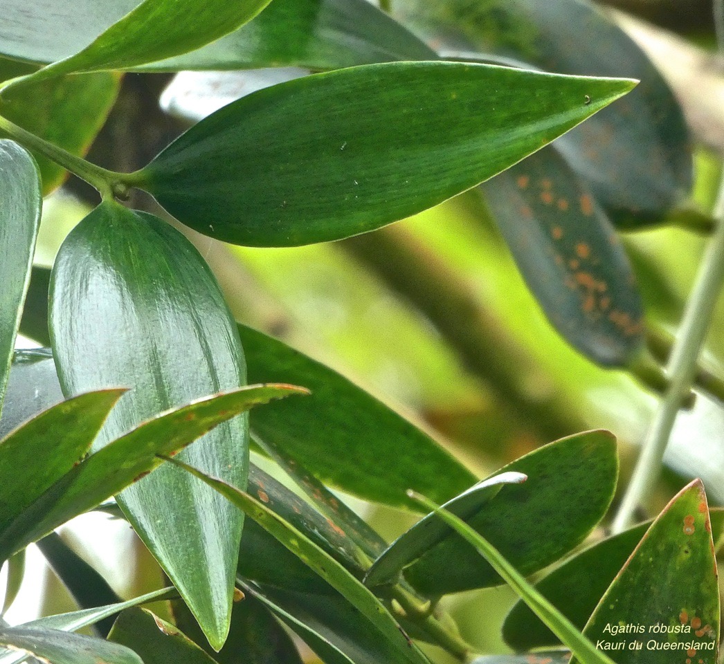 Agathis robusta.kauri du Queensland.araucariaceae.P1850784
