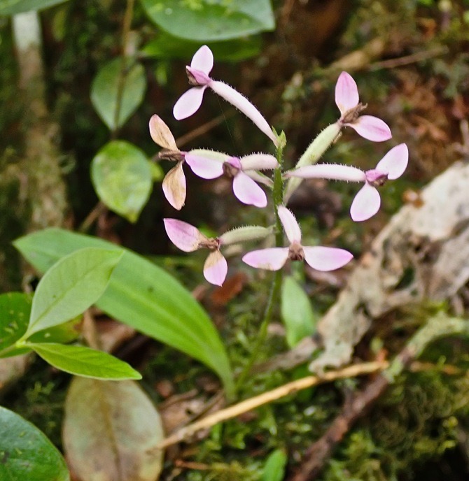 Arnottia mauritiana ..Cynorkiis inermis .orchidaceae.endémique Réunion Maurice .PA200050