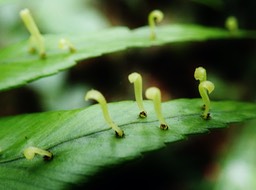 Asplenium daucifolium (1)