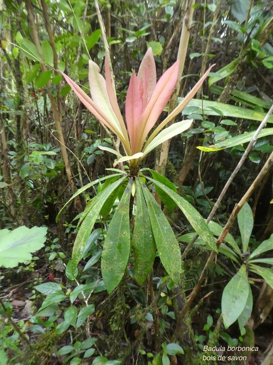 Badula borbonica.bois de savon .myrsynaceae.endémique Réunion.P1850910