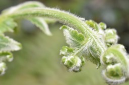 Blotiella pubescens - Fougère de laine - DENNSTAEDTIACEAE - Endémique région malgache - 