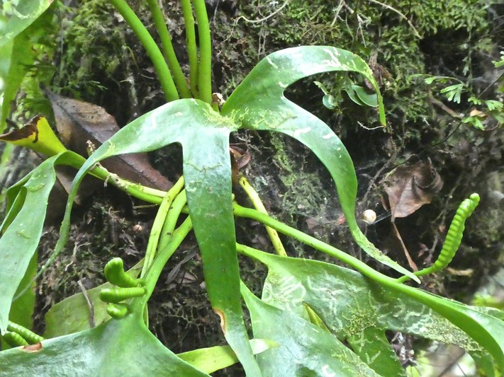 Cheiroglossa magassica  fougère ophioglossaceae.P1860092
