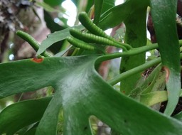 Cheiroglossa malgassica (épis fertiles) - OPHOGLOSSACEAE - Endémique région malgache - DSC02628