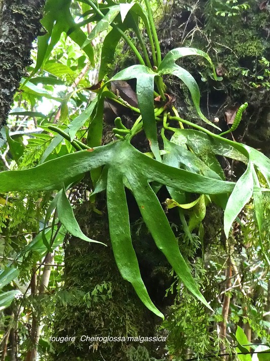 Cheiroglossa malgassica.ophioglossaceae.fougère endémique Réunion Maurice Madagascar.P1860075