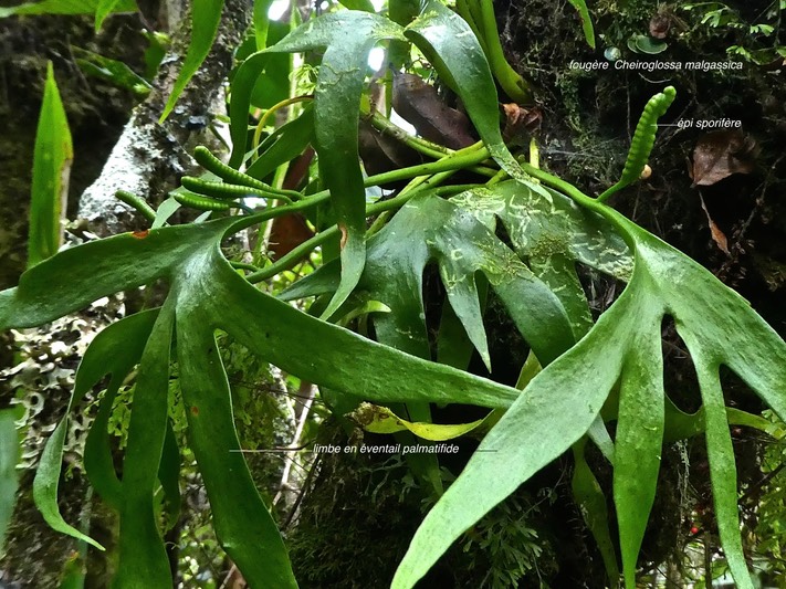 Cheiroglossa malgassica.ophioglossaceae.fougère endémique Madagascar Réunion Maurice.P1860101