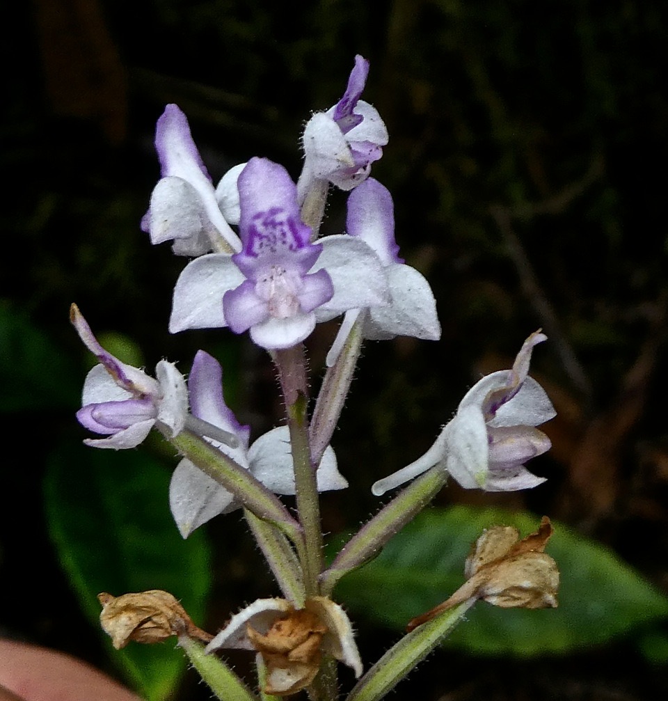 Cynorkis ridleyi.(variegata) orchidaceae.P1860052