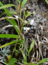 Cynorkis rosellata - ORCHIDOIDEAE - Indigène Réunion - DSC02603