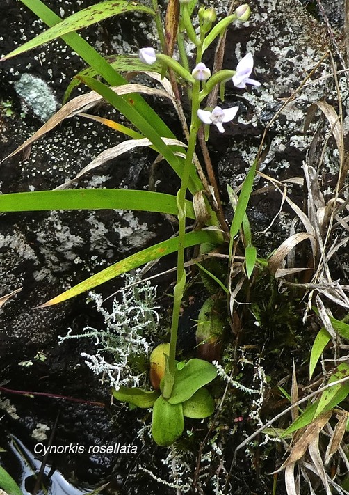 Cynorkis rosellata .orchidaceae.indigène Réunion.P1850922