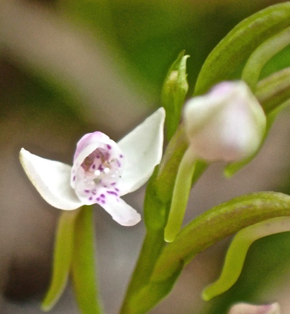 Cynorkis rosellata .orchidaceae.indigène Réunion.PA200023