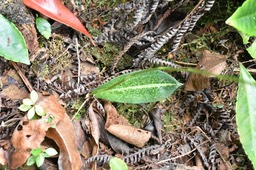 Cynorkis variegata - ORCHIDOIDEAE - Endémique Réunion - MAB_9531