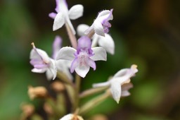Cynorkis variegata - ORCHIDOIDEAE - Endémique Réunion - MAB_9530