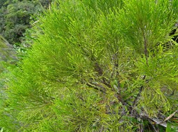 Erica arborescens - Branle filao - ERICACEAE - Endémique Réunion - DSC02599